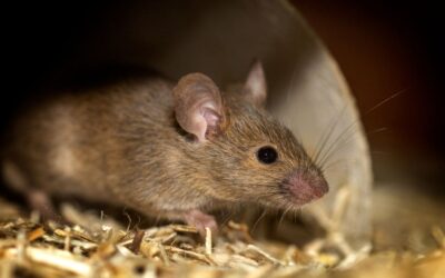 Nos 4 solutions pour se débarrasser des rats de maison !