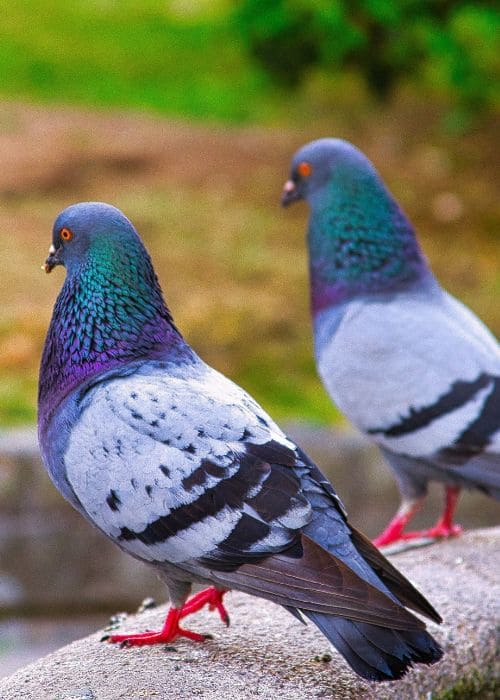 Expert en dépigeonnage en ile de France