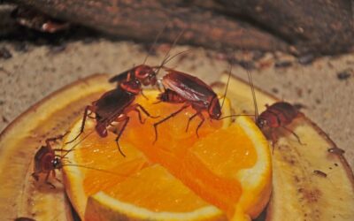Comment traiter les cafards dans son restaurant ?