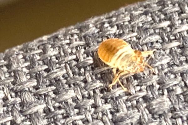 Punaise de lit Lucien Kill-Pest