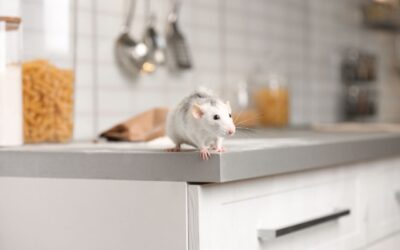 Les nouvelles menaces des nuisibles à domicile : comment rester protégé en 2024
