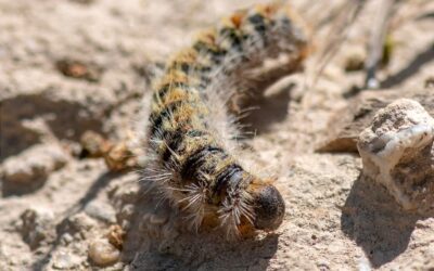 Invasions de chenilles processionnaires : pourquoi faire appel à un expert ?