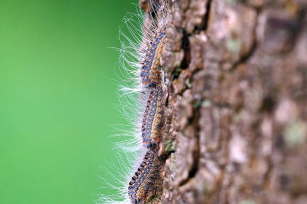 invasions de chenilles processionnaires
