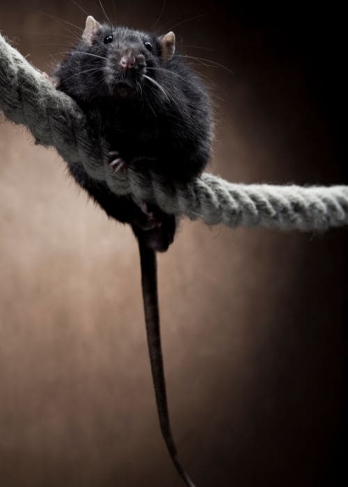 rats paris 2024