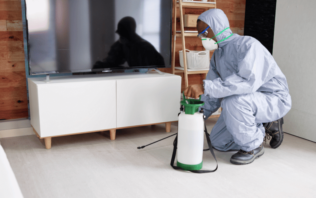 Saisonnalité des nuisibles en début d’année : que faire en Île-de-France ?