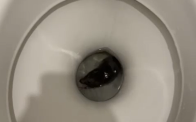 Particuliers - Kill-Pest Rat dans les toilettes : que faire et comment l’empêcher de remonter ?