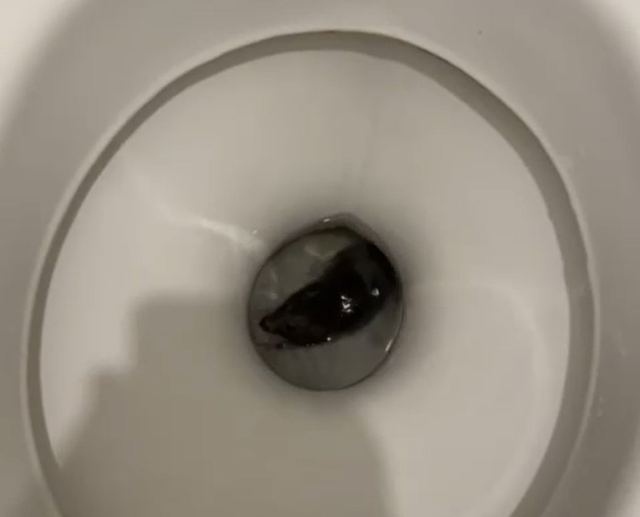rat-toilette rat dans les toilettes