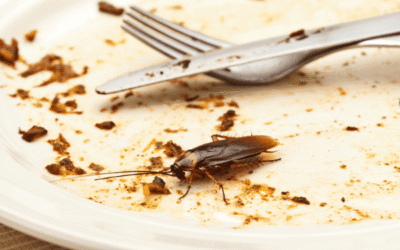 Particuliers - Kill-Pest Prix d’une désinsectisation cafards et blattes : tarifs 2026 en Île-de-France