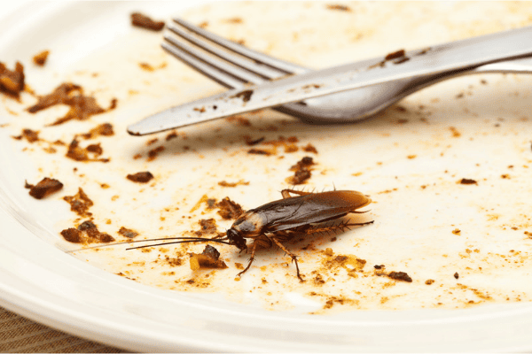 prix désinsectisation cafards